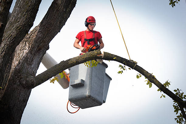 Best Tree Mulching  in North River Shores, FL